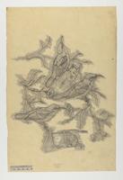 Cinnyris sangirensis