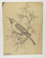 Melirrhophetes ochromelas