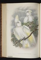 Broad-crested Corella plate 47