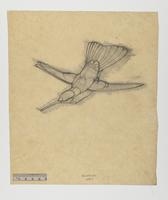 Helianthea dichroura