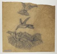 Hypuroptilla melanorrhoa