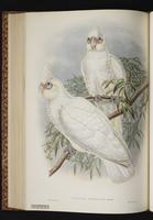 Little Corella plate 46