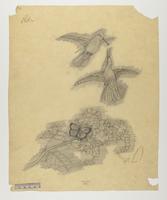 Eupherusa poliocerca