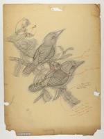 Carcineutes amabilis