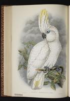 Sulphur-crested Cockatoo plate 45