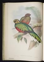 Narina trogon; Narina's trogon plate 3