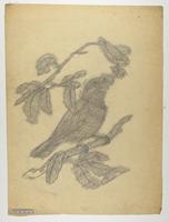 Ailuroedus maculosus