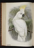 Sulphur-crested Cockatoo plate 44