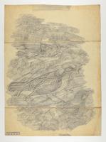 Chlamydera occipitalis