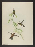 Unidentified hummingbird