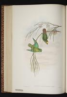 Orange-fronted Hanging Parrot plate 43
