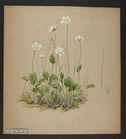 botanical