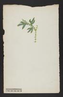 botanical