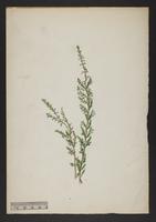 botanical