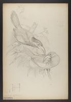 Selenidera reinwardti