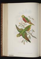 Orange-billed Lorikeet plate 42