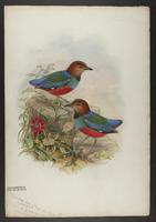 Pitta erythrogaster