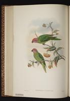 Goldie's Lorikeet plate 41