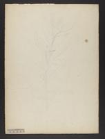 botanical