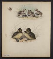 Unidentified nestlings