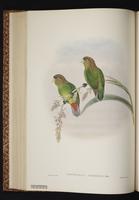 Modest Tiger Parrot plate 40