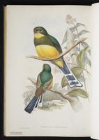 Black-throated trogon plate 45