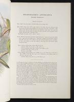Monograph of the Trogonidae, 2:36