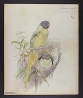 Palaeornis schisticeps