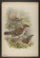 Chlamydera occipitali