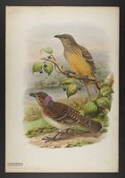 Chlamy dera cerviniventris &amp; C. maculatus