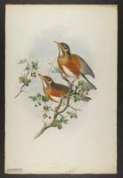 Unidentified bird drawing