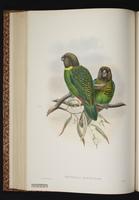 Brehm's Tiger Parrot plate 39