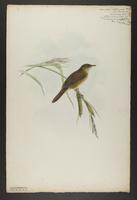 Unidentified bird drawing