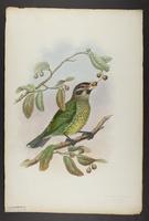 Ailuroedus maculosus