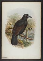 Lycocorax morotensis