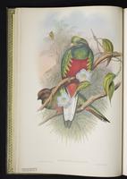 Narina trogon; Narina's trogon plate 2