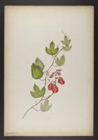botanical