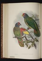 Streaked Lory plate 38