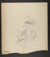 Chrysuronia josephinae.