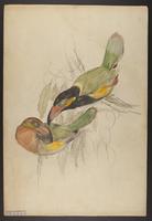 Selenidera reinwardti