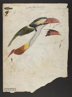 Pteroglossus nattereri; Selenidera nattereri