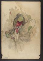 Pharomacrus antisianus