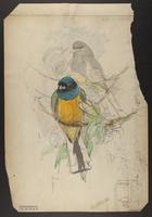 Trogon aurantius