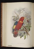 Purple-naped Lory plate 37