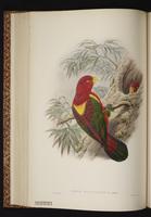 Chattering Lory plate 36