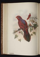 Blue-streaked Lory plate 35