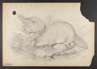 Ornithorhynchus amatinus