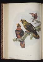 Dusky Lory plate 34
