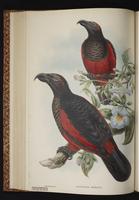 Pesquet's Parrot plate 33
