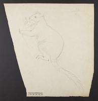 Dendrolagus ursinus ?